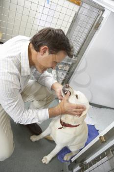 Royalty Free Photo of a Vet Checking a Dog