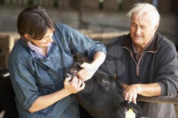 Royalty Free Photo of a Farmer With the Vet and a Calf