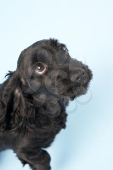 Royalty Free Photo of a Spaniel