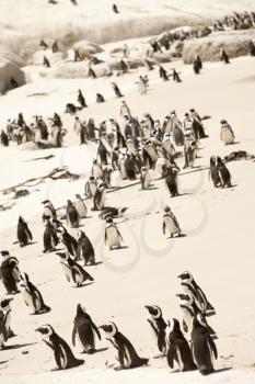 Royalty Free Photo of a Penguin Colony