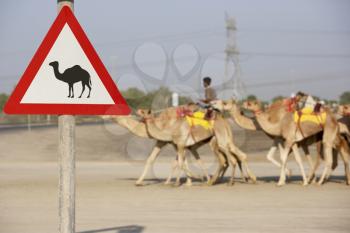 Royalty Free Photo of a Camel Crossing Sign