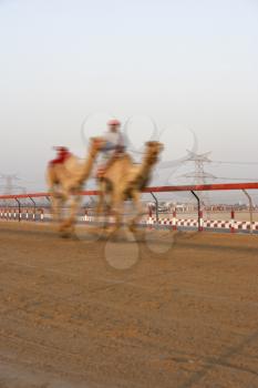 Royalty Free Photo of Camel Racing in Dubai