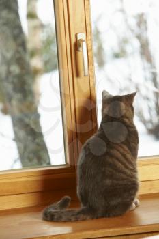 Cat Sitting On Window Ledge Looking At Snowy View