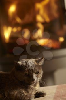 Close Up Of Cat Relaxing By Cosy Log Fire