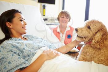 Pet Therapy Dog Visiting Female Patient In Hospital