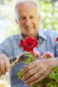 Elderly man pruning geraniums
