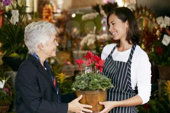 Florist Helping Senior Female Customer to Choose Plant