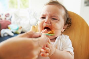 Unhappy Baby Being Fed In High Chair At Meal Time