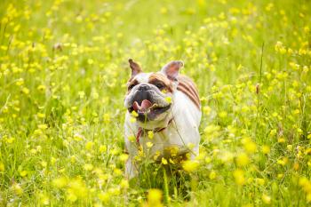 British Bulldog Running In Field Of Yellow Summer Flowers