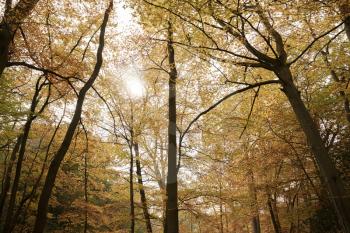 Burnham Beeches, UK - 7 November 2016: Canopy Of Autumn Trees At Burnham Beeches In Buckinghamshire