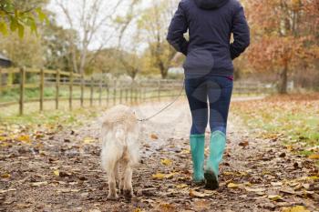 Rear View Of Mature Woman On Autumn Walk With Labrador