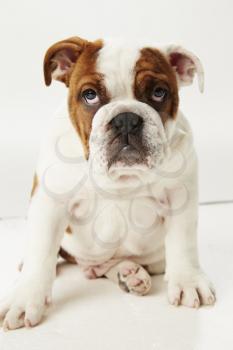 Studio Shot Of British Bulldog Puppy Sitting On White Background