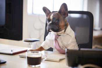 French Bulldog Dressed As Businessman Works At Desk On Computer