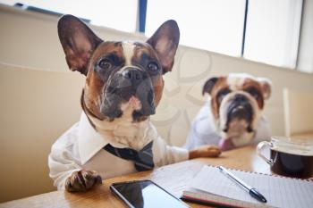 Two Dogs Dressed As Businessmen Having Meeting In Boardroom