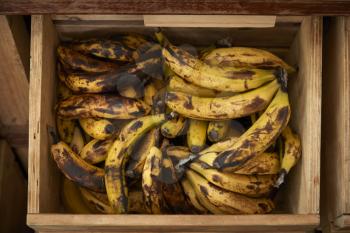 Display Of Bananas In Sustainable Plastic Packaging Free Grocery Store