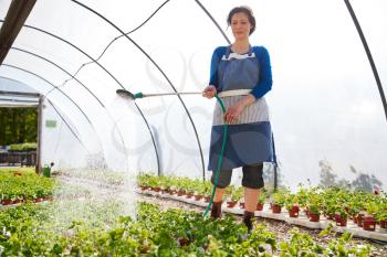 Mature Woman Working In Garden Center Watering Plants In Greenhouse