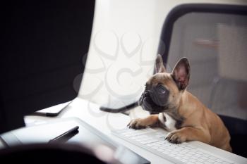 Humorous Shot Of French Bulldog Puppy Sitting In Chair At Desk Looking At Computer