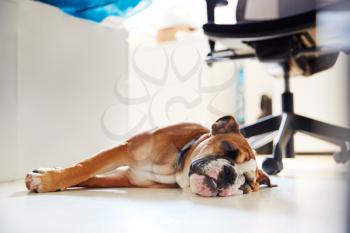 Bulldog Puppy Lying On Bed Next To Desk In Office Whilst Owner Works