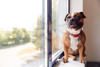 Bulldog Puppy Wearing Collar Looking Out Of Office Window
