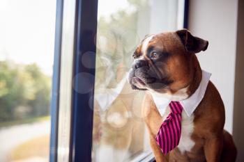 Bulldog Puppy Dressed As Businessman Wearing Collar And Tie Looking Out Of Office Window