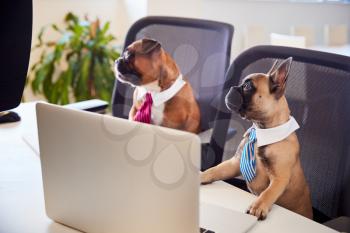 French Bulldog And Bulldog Puppy Dressed As Businessmen Sitting At Desk Looking At Computer