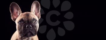 Studio Portrait Of French Bulldog Puppy Against Black Background
