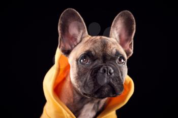 Studio Portrait Of French Bulldog Puppy Wearing Hoodie Against Black Background
