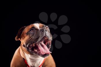 Studio Portrait Of Bulldog Puppy Looking Up Against Black Background