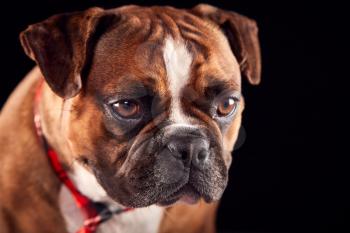 Studio Portrait Of Bulldog Puppy Wearing Tie Against Black Background