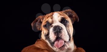 Studio Portrait Of Bulldog Puppy Against Black Background