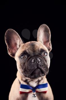 Studio Portrait Of French Bulldog Puppy Wearing Bow Tie And Collar Against Black Background