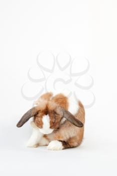 Studio Portrait Of Miniature Brown And White Flop Eared Rabbit Cleaning Itself On White Background