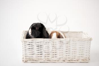 Studio Shot Of Two Miniature Flop Eared Rabbits Sitting In Basket Bed Together On White Background