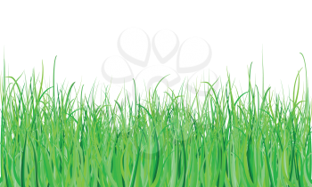 Detailed grass background