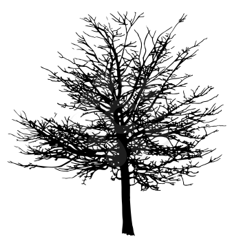 Silhouette of a winter tree