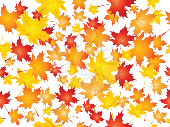 Background of falling Maple leaves