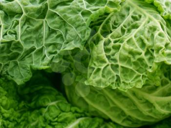 Close up shot of a savoy cabbage