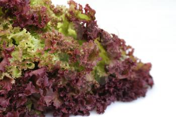 Close up shot of a curly lettuce
