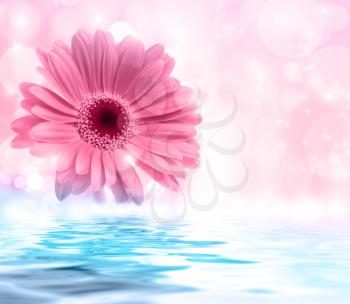 Royalty Free Photo of a Pink Daisy on an Abstract Water Background