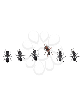 Royalty Free Clipart Image of a Row of Ants