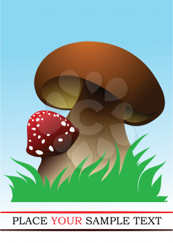 Two forest mushrooms. Vector illustration