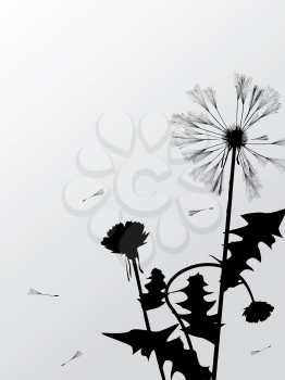 Decorative floral card with dandelion silhouettes and room for text