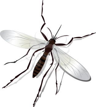 Realistic mosquito and shadow illustration, isolated and grouped objects over white.