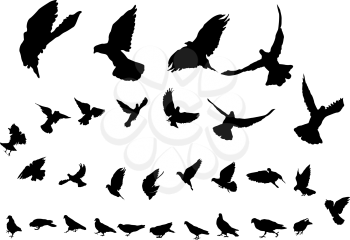 Detailed pigeon bird silhouettes over white background