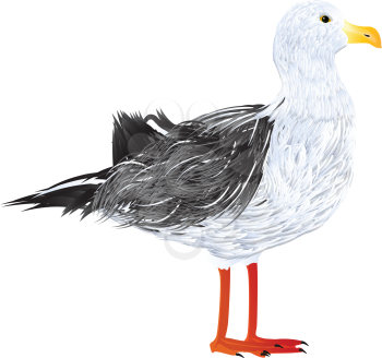 Illustration of a standing seagull