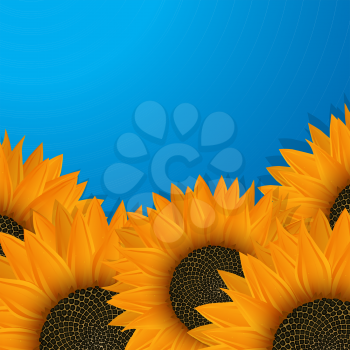 Sunflowers over blue background