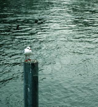 Seagull on a pole, by the water