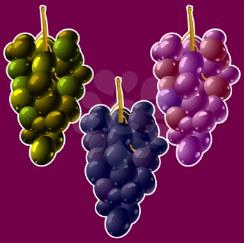 grapes clusters, abstract vector art illustration
