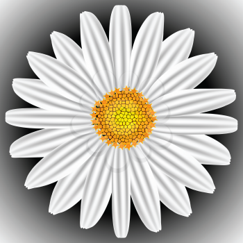 white chamomile, abstract vector art illustration; image contains gradient mesh