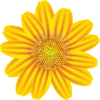 yellow chamomile against white background, abstract vector art illustration; image contains gradient mesh and transparency